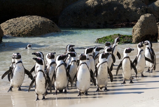Colony of African penguins standing on a white sand beach during luxury Cape Town vacations.