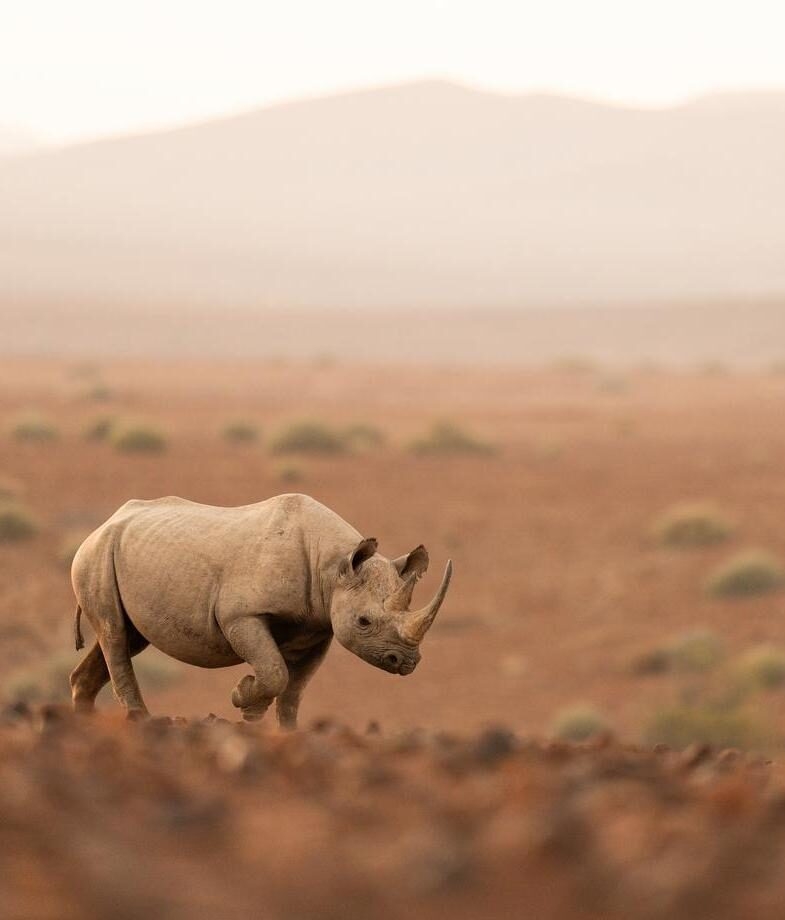 A chef at Singita Community Culinary School and rhino tracking at Wilderness Desert Rhino Camp