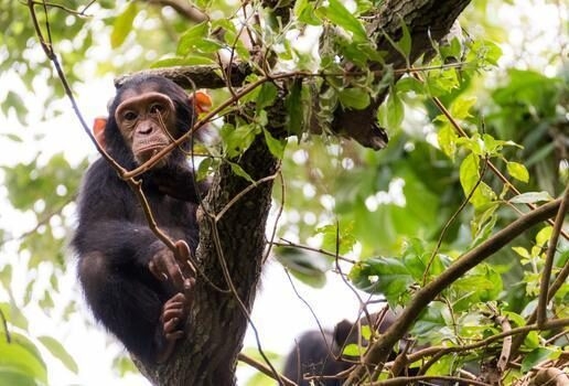 Zebras in the Makgadikgadi Pans, a chimpanzee in Mahale National Park, and a mother and baby gorilla in Volcanoes National Park.