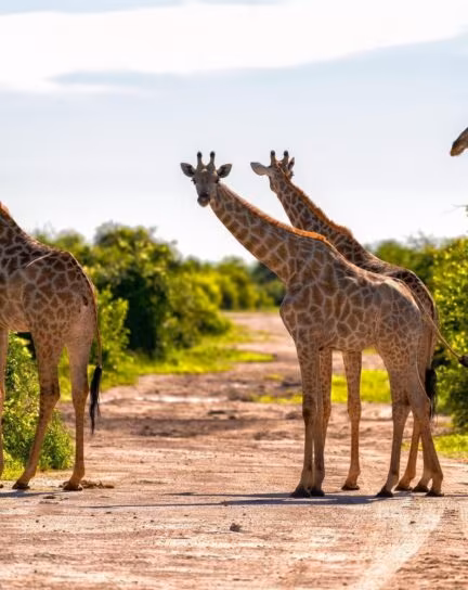 The Best Walking Safaris in Africa