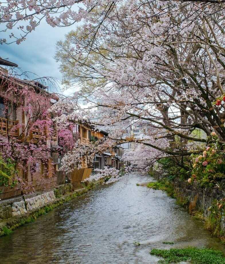 The blooming cherry blossoms along a historic canal in Kyoto, Japan, and the emerald waters and limestone karsts of Ha Long Bay in Vietnam.