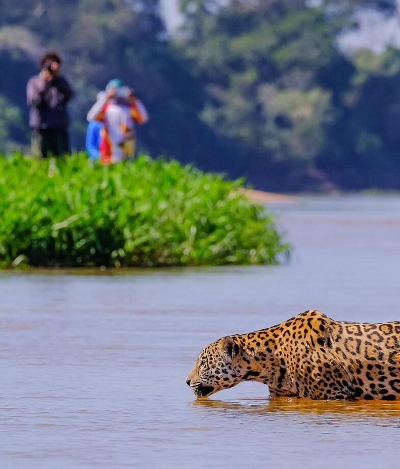 Jaguars patrolling the riverbank in Pantanal and the nightly views of Rio de Janeiro with that city energy.