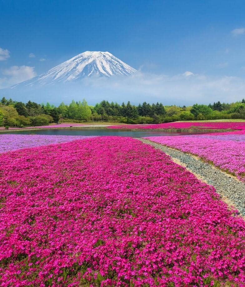 Fields of pink moss phlox with Mount Fuji in the background and colourful tulip beds lining the canals and pathways of Keukenhof Gardens in the Netherlands.