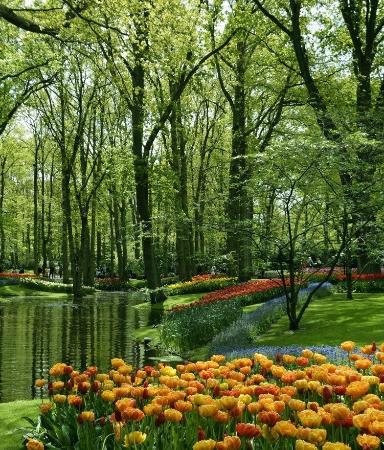Fields of pink moss phlox with Mount Fuji in the background and colourful tulip beds lining the canals and pathways of Keukenhof Gardens in the Netherlands.