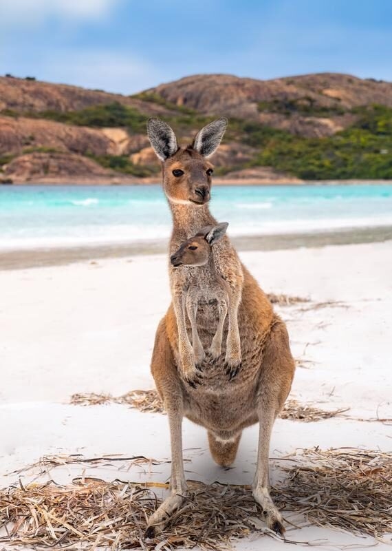 Kangaroo family on Kangaroo Island