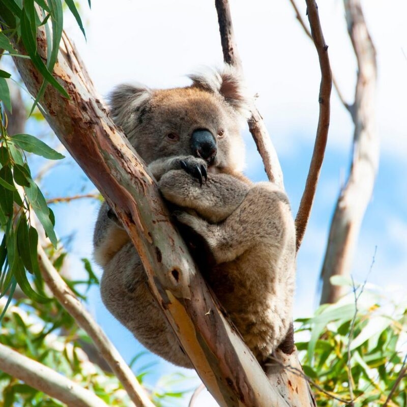 A koala in a tree on Kangaroo Island