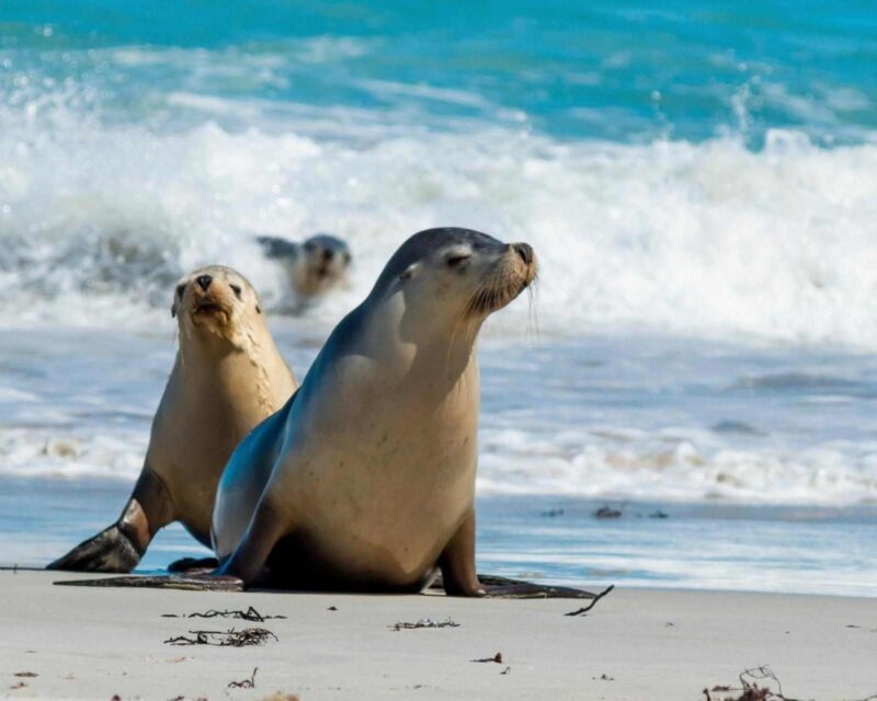 Seals on the beach at Seal Bay, Kangaroo Island, South Australia.