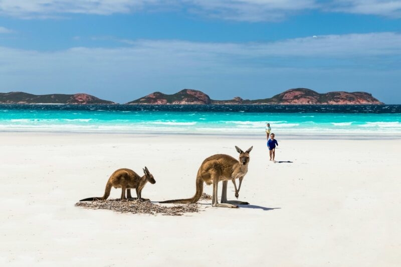 Kangaroos on a beach with a child running in the background on Kangaroo Island