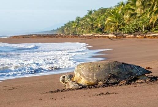 A giant sea turtle on the beaches of Tortuguero, Costa Rica’s colourful coral reefs on a snorkelling experience and zip lining through the rainforest canopy.