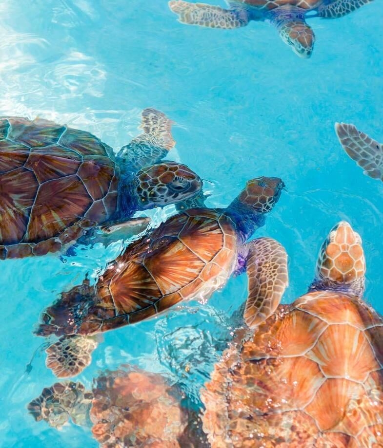 Hammocks swaying above the clear shallows of Isla Holbox and sea turtles gliding through the turquoise waters of Akumal on the Mayan Riviera.