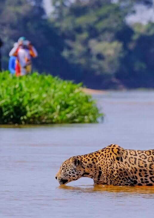 A jaguar spotted in the Pantanal, Samba drummers in Rio de Janeiro and a beach in Búzios