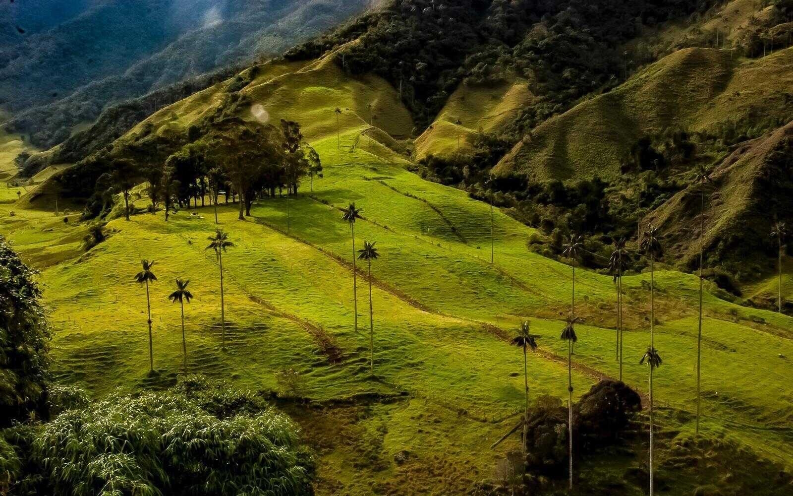 The misty green slopes of Colombia’s Cocora Valley