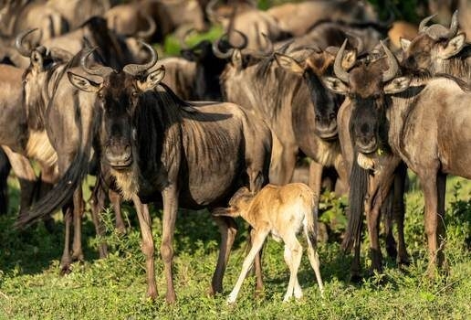 Watch for hippos in the Chobe river, see colourful migrating birds and spot baby animals, including wildebeest