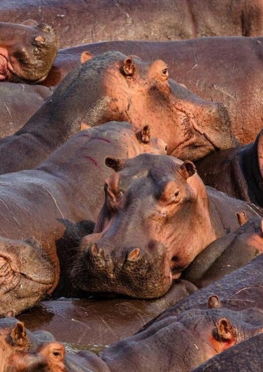 Watch for hippos in the Chobe river, see colourful migrating birds and spot baby animals, including wildebeest