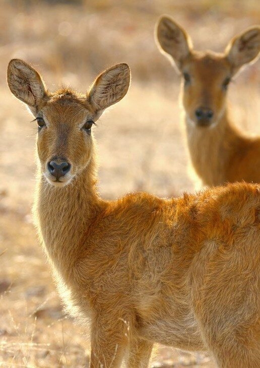 Puku antelopes grazing in Kafue National Park, private dining at King Lewanika Lodge with the vast Liuwa Plain in the background, and an aerial view of the Luangwa River in North Luangwa National Park.