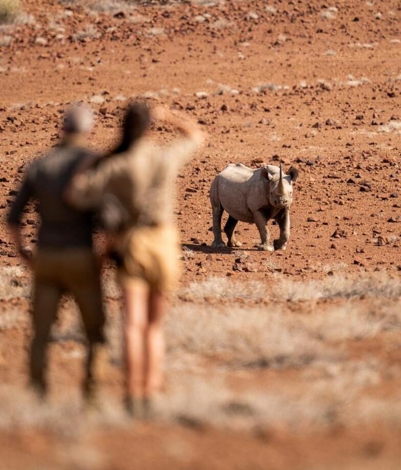 Two people observing a wild rhino at Wilderness Desert Rhino Camp