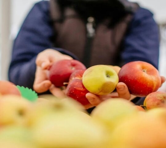 ljubljana market tour