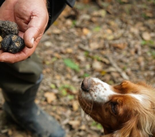 Truffle hunting Croatia in Dalmatian hinterland