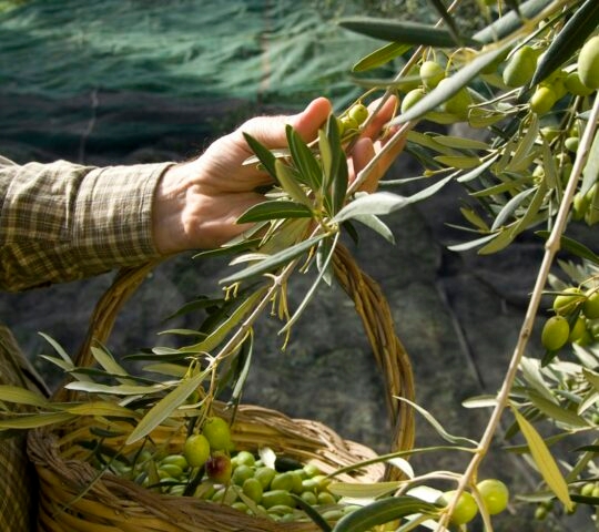 olive-picker-italy