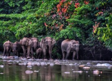 Borneo thumbnail