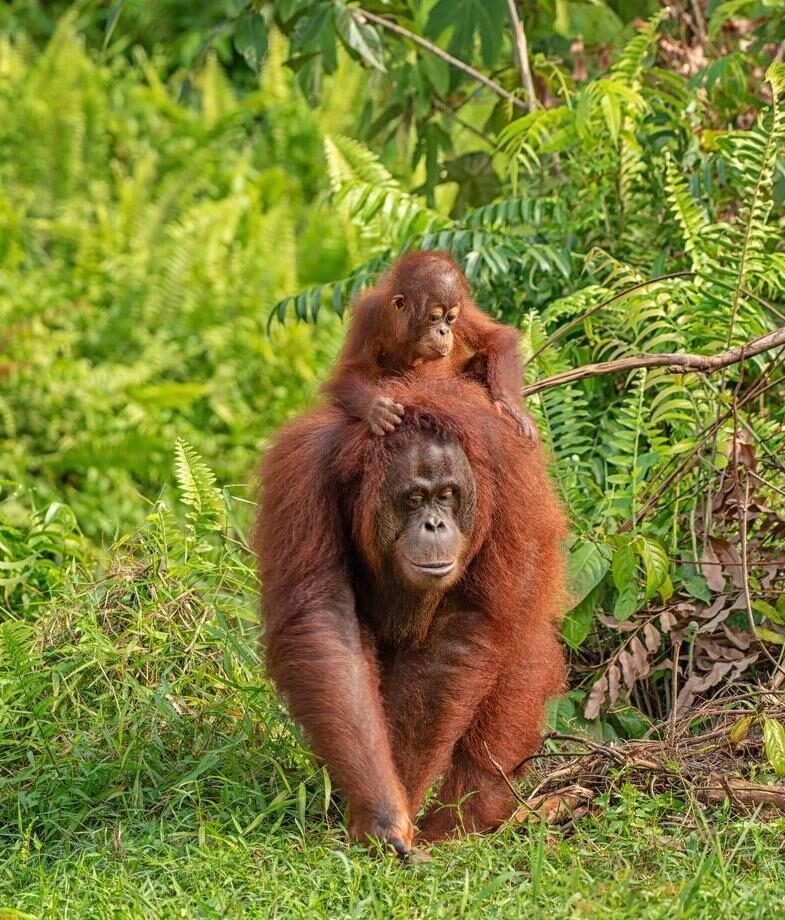 a Bornean orangutan carrying her baby through the lush rainforest of Borneo.
