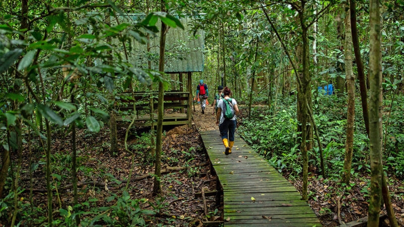 People walking on a wooden forest path surrounded by dense tropical foliage on luxury Borneo trips.