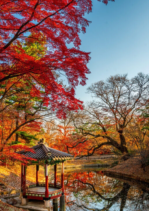 Changdeokgung Palace in the colours of autumn in South Korea, the Acropolis in Athens at dawn, vineyards in autumn in New Zealand
