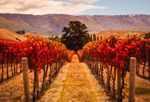 Changdeokgung Palace in the colours of autumn in South Korea, the Acropolis in Athens at dawn, vineyards in autumn in New Zealand