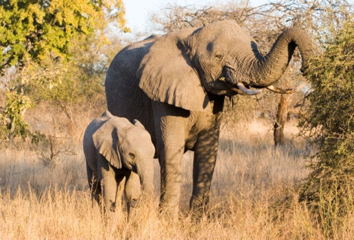 A hawskbill turtle nesting on a beach at the Seychelles, elephants in Sabi Sands, harvesting saffron in Morocco