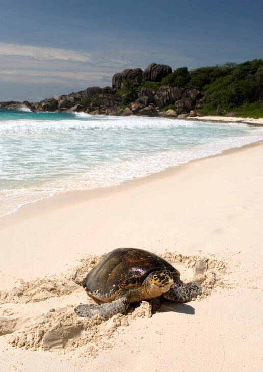 A hawskbill turtle nesting on a beach at the Seychelles, elephants in Sabi Sands, harvesting saffron in Morocco