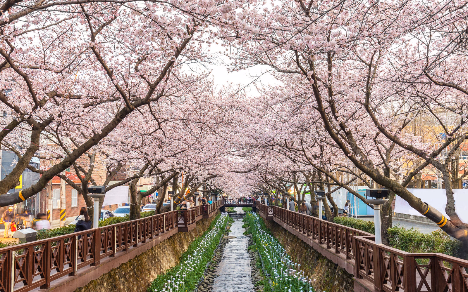 The spectacular cherry blossom in South Korea lining the riverbanks with soft pink hues.