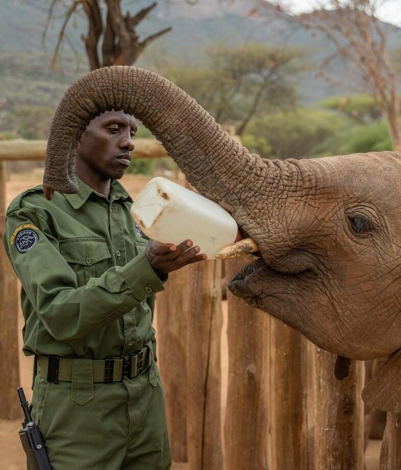 A caretaker feeding one of the young elephants at the Reteti Elephant Sanctuary and the endless sand dunes meeting turquoise waters in Bazaruto Archipelago.