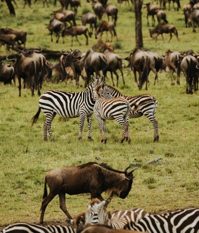 The spectacular wildebeest and zebra calving season in Tanzania and Botswana's Kalahari bursting with new colour after the summer rains.