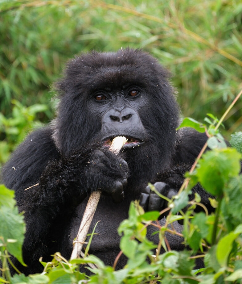 An adolescent gorilla in Volcanoes National Park, Rwanda and a peaceful riverside scene in Kerala, India