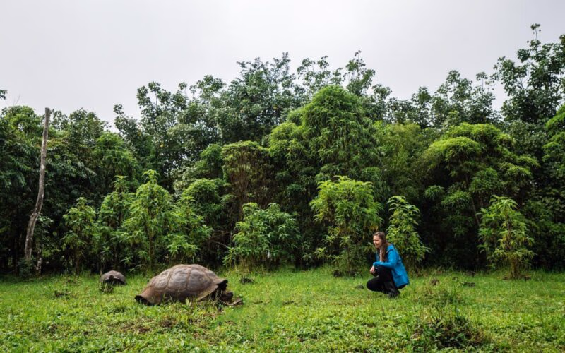 galapagos giant tortoise