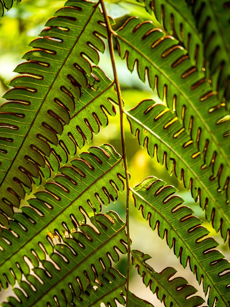 Close-up of green fern leaves showing detail for a positive impact.