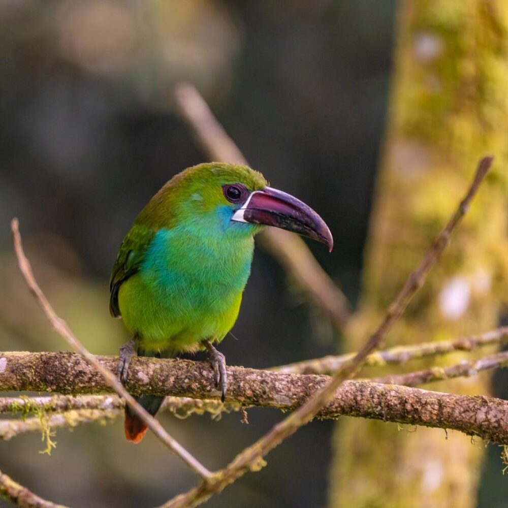 Close up of a bird sat on a tree branch in Mashpi Reserve, Ecuador.