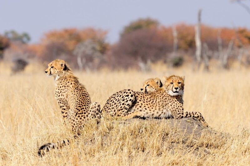 Three cheetah cubs on a termite mount surrounded by dry grass