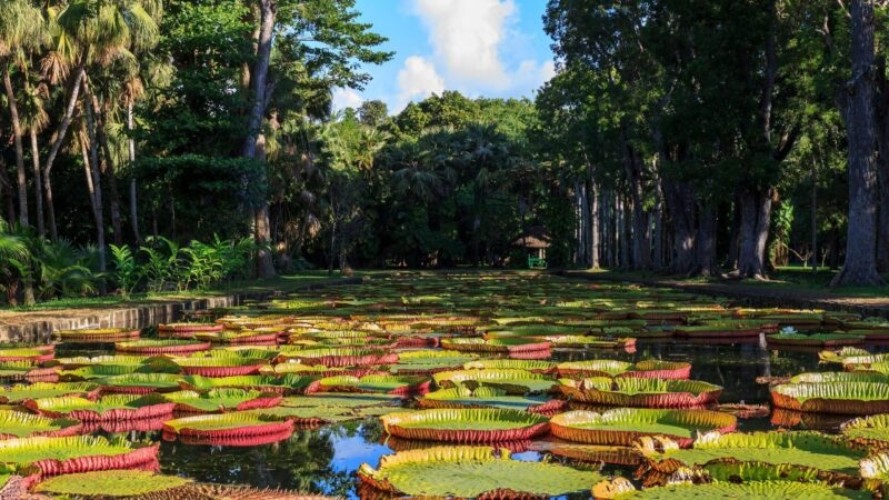 Pamplemousses Botanical Garden