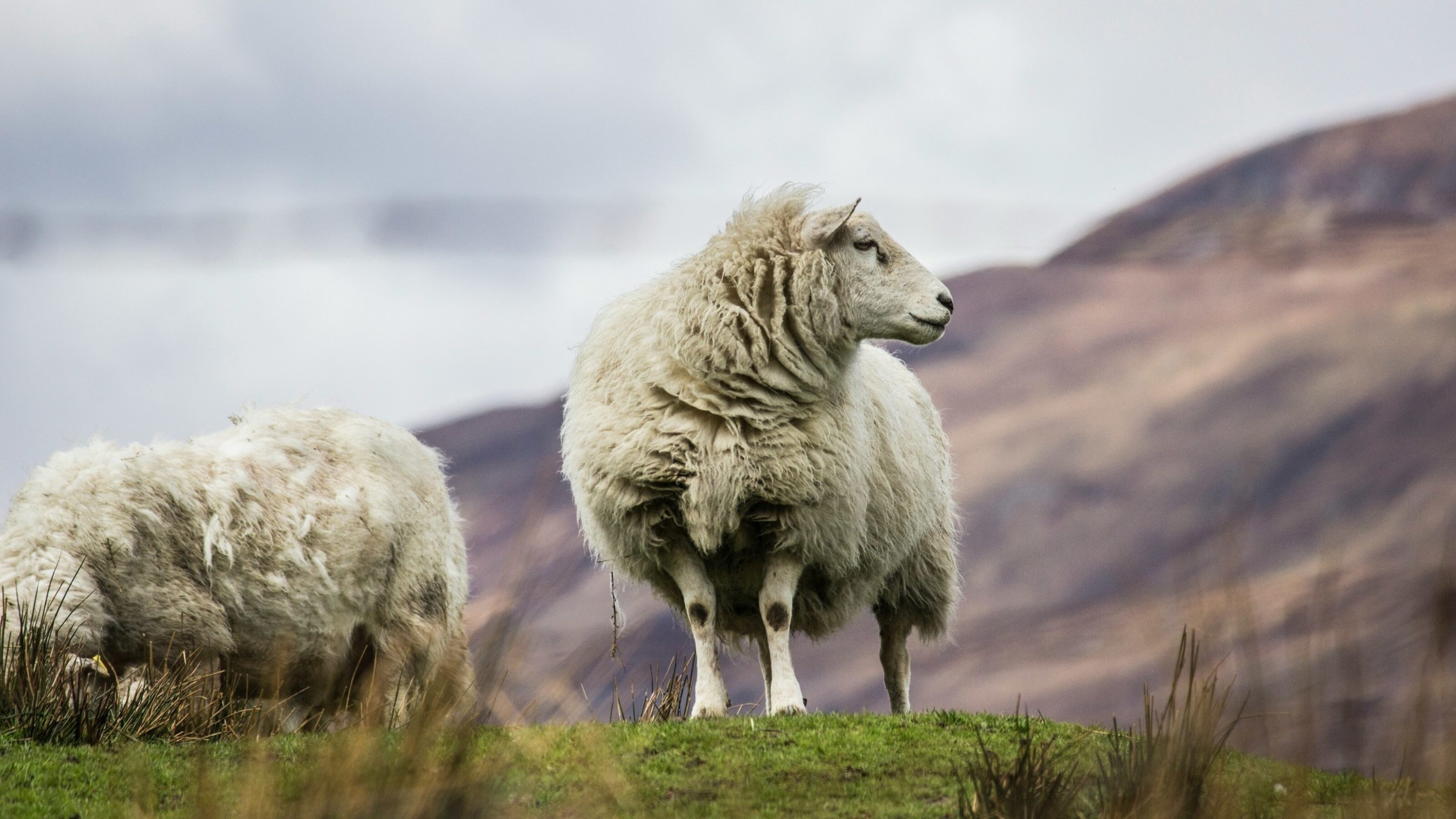 Sheep Scotland highlands