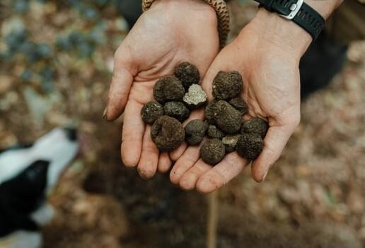 A private tasting session of Portuguese Port wine in the Douro Valley, a guided pasta-making experience in Sardinia and truffle hunting in Tuscany.