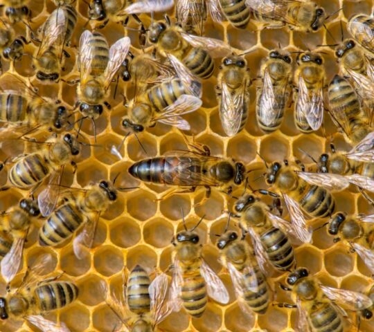 Bees natural hum healing sound