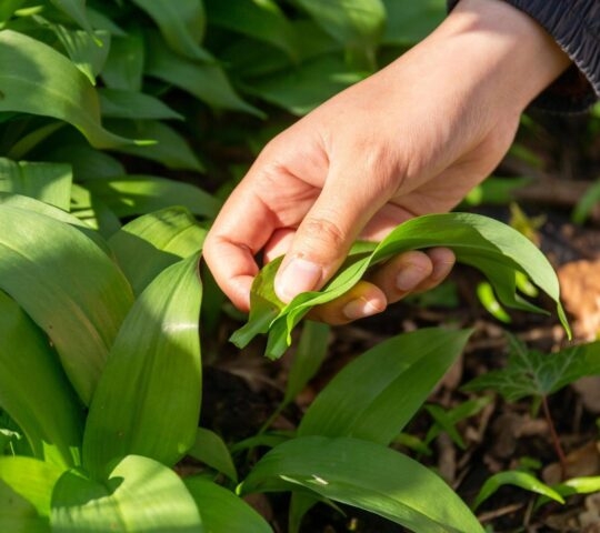 Wild garlic foraging in Scotland