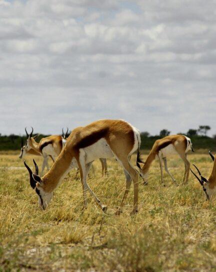 Where to Go on Safari in South Africa