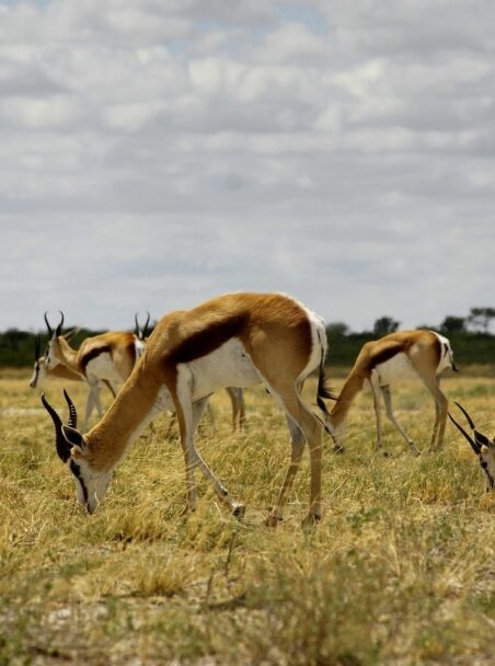 Where to Go on Safari in South Africa