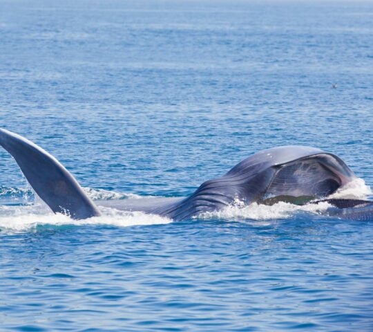 A blue whale breaching the surface out at sea.