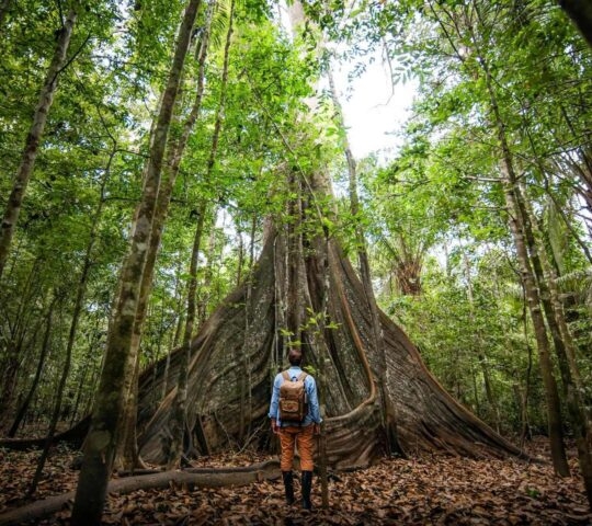 A woman stood in front of a giant tree in the Amazon rainforest
