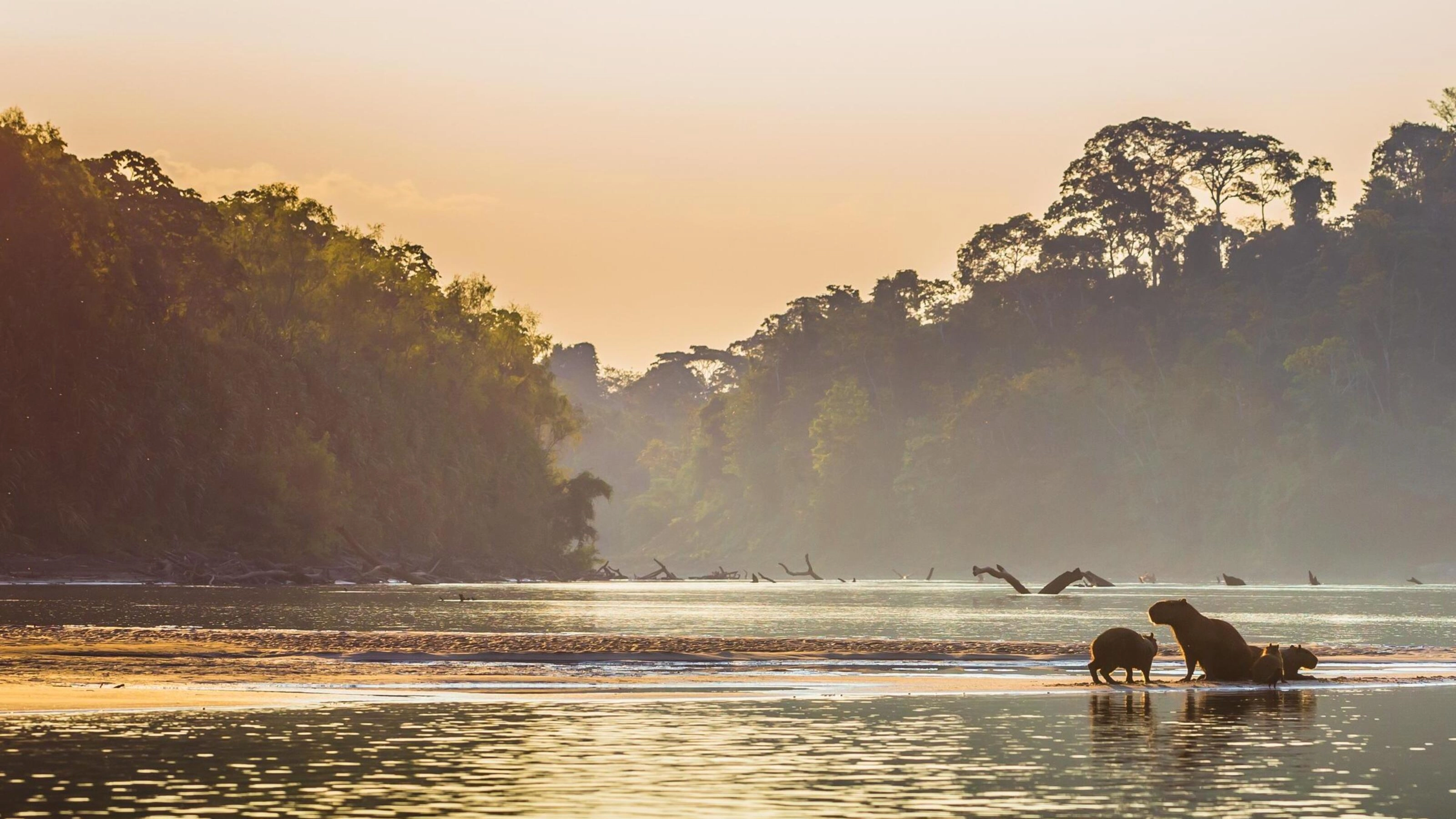 A family of Capybaras at the water's edge in Manu national park, peru
