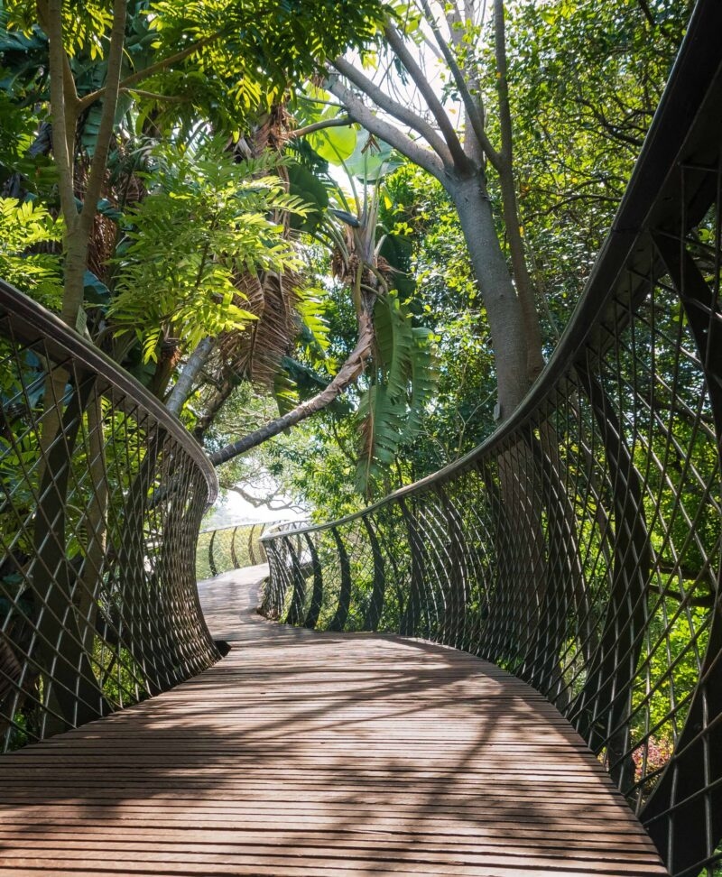 Curved wooden canopy walkway through lush green forest trees on luxury Cape Town tours.