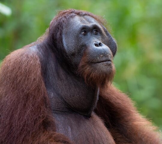 A close-up of an orangutan in Borneo.